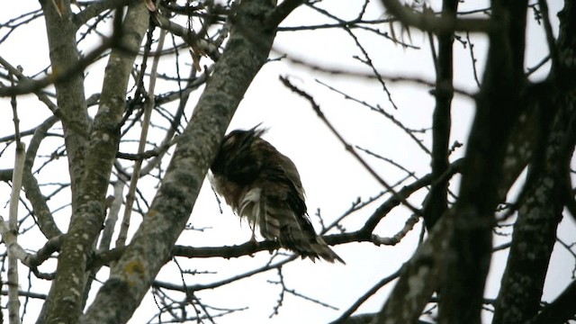 Eurasian Sparrowhawk - ML201234831