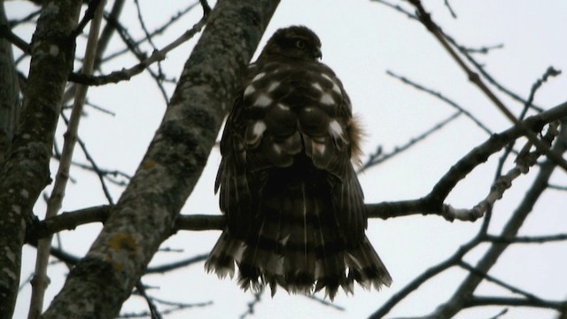 Eurasian Sparrowhawk - ML201234841