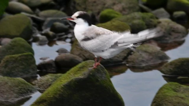 Common Tern (hirundo/tibetana) - ML201235291