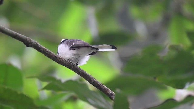 White-browed Fantail - ML201235361