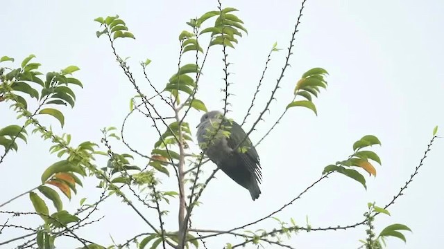 Green Imperial-Pigeon (Green) - ML201235391