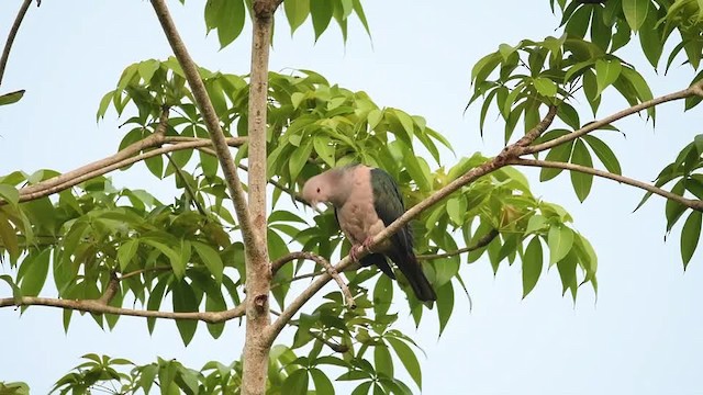 Green Imperial-Pigeon (Green) - ML201235401