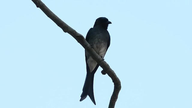 White-bellied Drongo (White-vented) - ML201235601