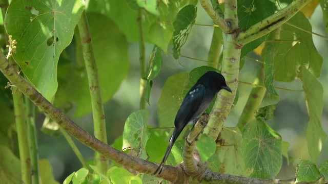 White-bellied Drongo (White-vented) - ML201235611