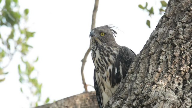 Changeable Hawk-Eagle (Crested) - ML201235721