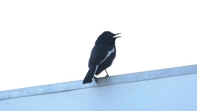 Oriental Magpie-Robin (Oriental) - ML201235761
