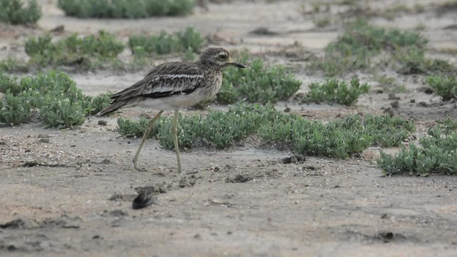 Indian Thick-knee - ML201235781