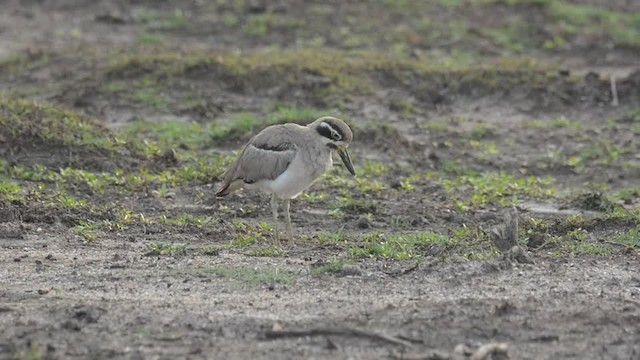 Great Thick-knee - ML201235801
