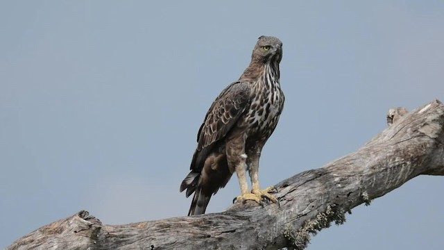 Changeable Hawk-Eagle (Crested) - ML201235811