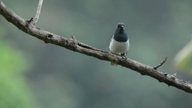 Oriental Magpie-Robin (Oriental) - ML201235841