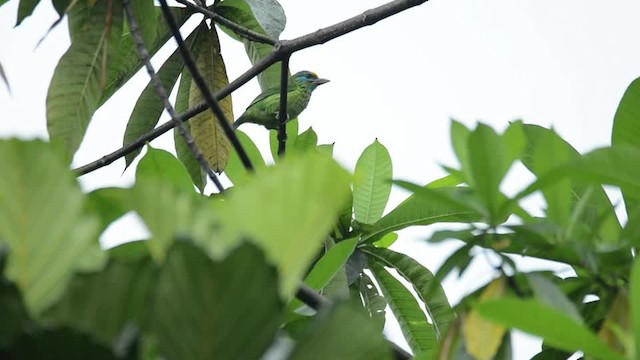 Yellow-fronted Barbet - ML201235891