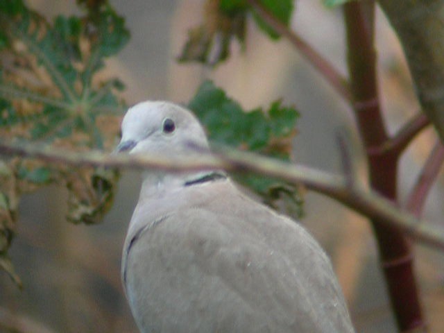 Eurasian Collared-Dove - ML201235991