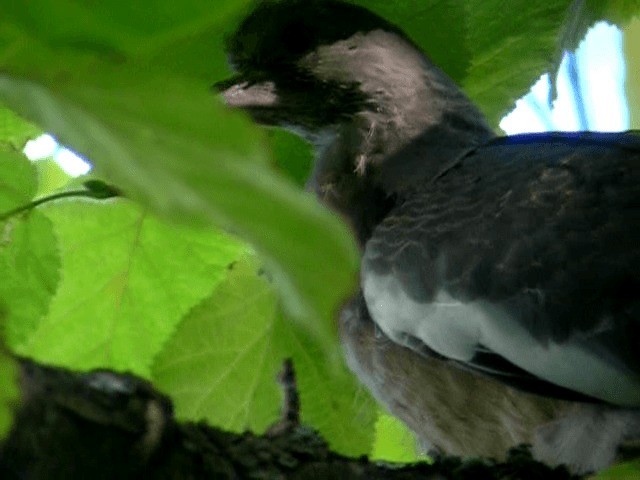 Common Wood-Pigeon (White-necked) - ML201236021