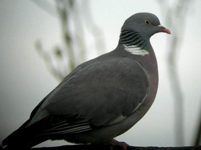 Common Wood-Pigeon (White-necked) - ML201236031