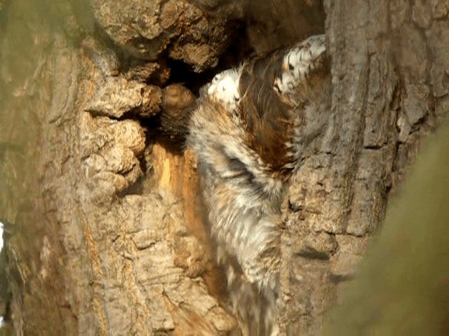 Tawny Owl - ML201236041