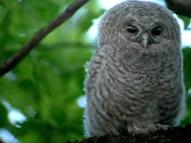 Tawny Owl - ML201236101