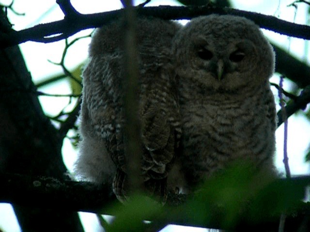 Tawny Owl - ML201236111