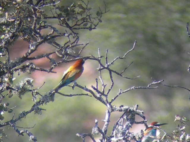European Bee-eater - ML201236161