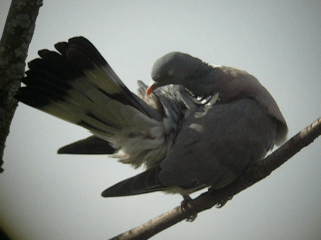Common Wood-Pigeon (White-necked) - ML201236341