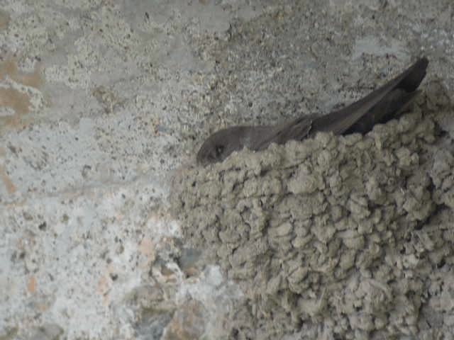 סנונית סלעים - ML201236361