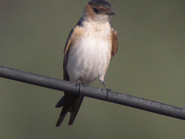 Red-rumped Swallow (Red-rumped) - ML201236381
