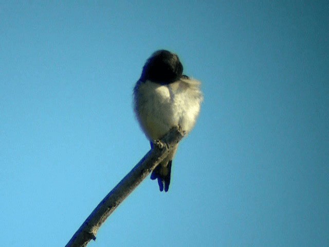 Barn Swallow (White-bellied) - ML201236471