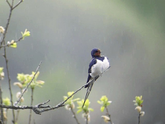 Barn Swallow (White-bellied) - ML201236481