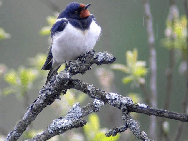 Barn Swallow (White-bellied) - ML201236491