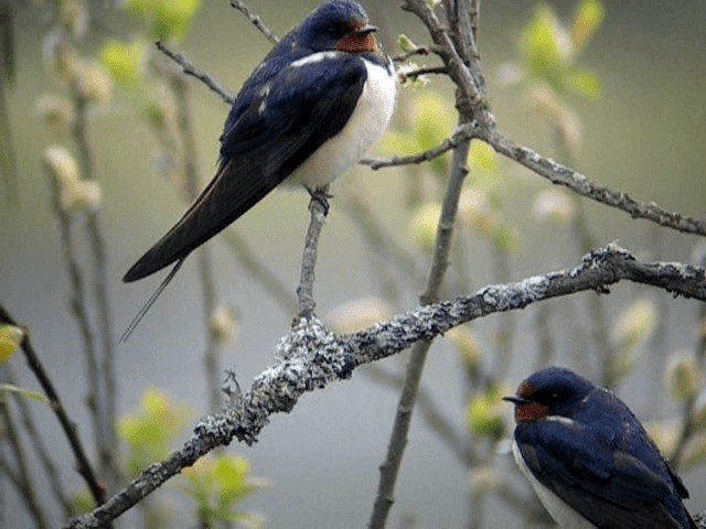Barn Swallow (White-bellied) - ML201236501