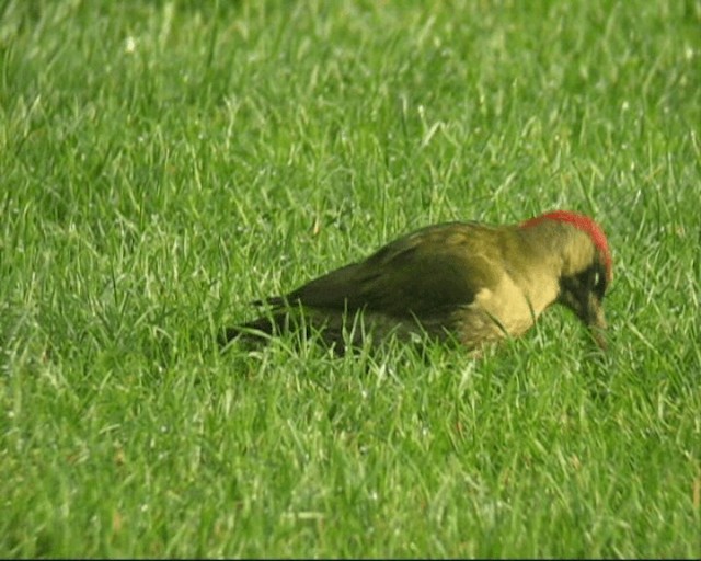 Eurasian Green Woodpecker - ML201236671