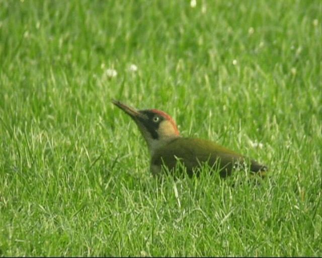Eurasian Green Woodpecker - ML201236701