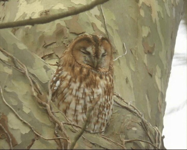Tawny Owl - ML201236721