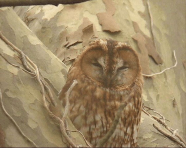 Tawny Owl - ML201236751