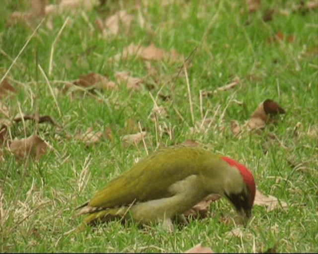 Eurasian Green Woodpecker - ML201236761