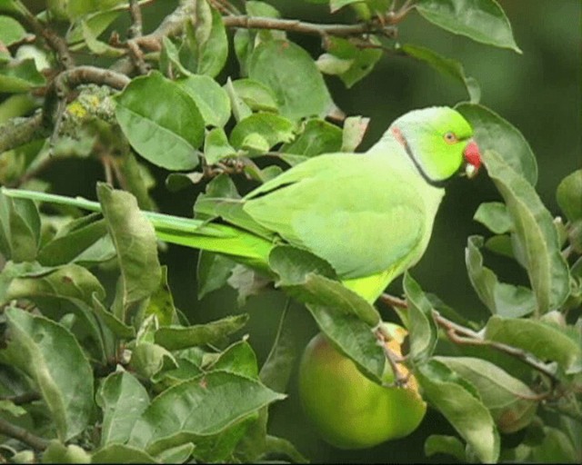 Yeşil Papağan - ML201236881