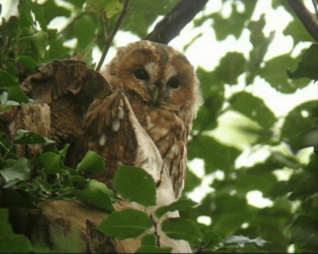 Tawny Owl - ML201236891