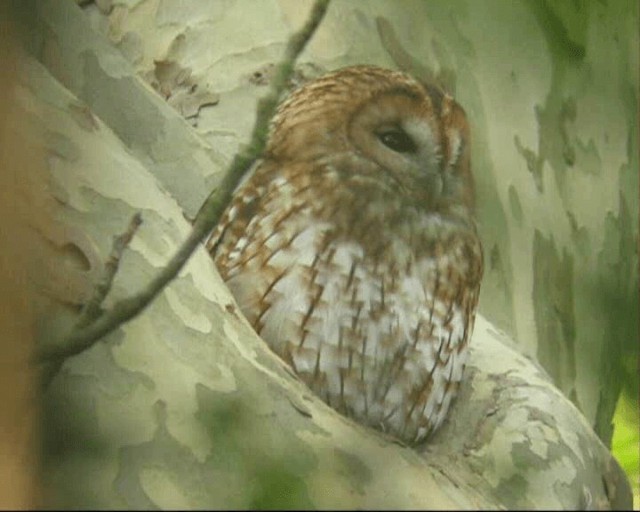 Tawny Owl - ML201236951