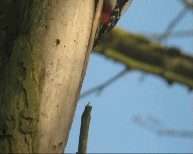 Lesser Spotted Woodpecker - ML201236971