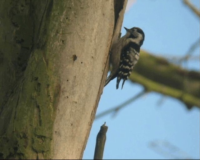 Lesser Spotted Woodpecker - ML201236981