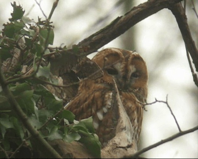Tawny Owl - ML201237031