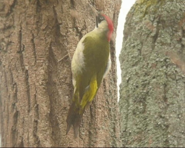 Eurasian Green Woodpecker - ML201237041