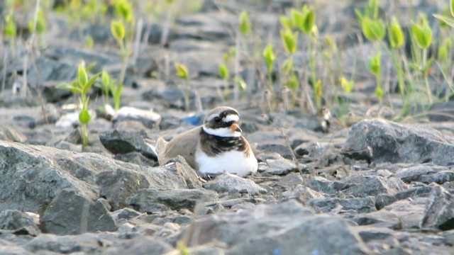 Common Ringed Plover - ML201237321