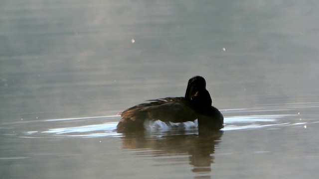 Tufted Duck - ML201237451