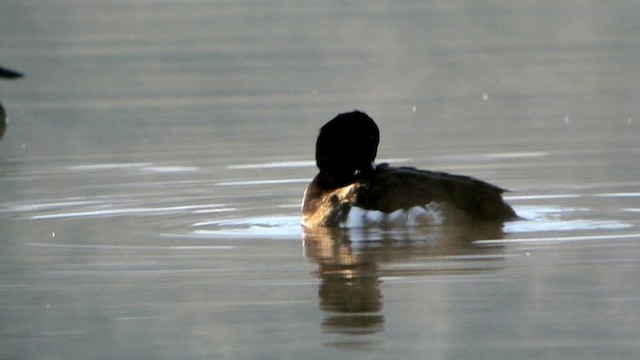 Tufted Duck - ML201237461