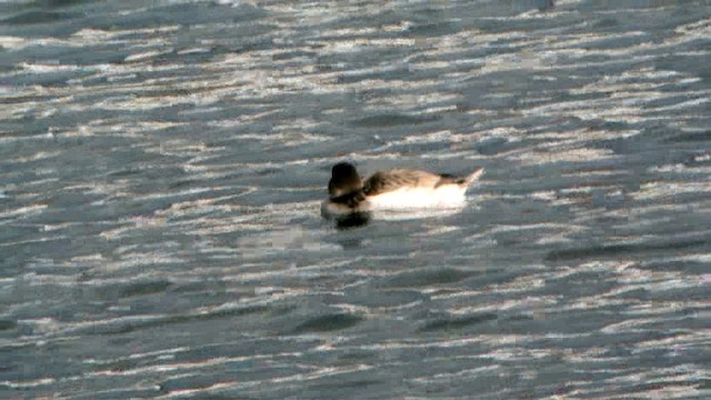 Long-tailed Duck - ML201237491