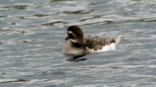 Long-tailed Duck - ML201237501