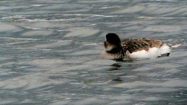 Long-tailed Duck - ML201237511