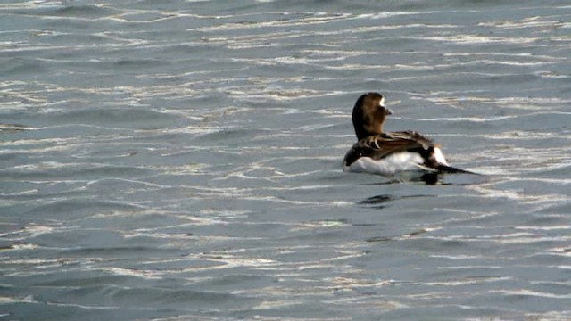 Long-tailed Duck - ML201237541