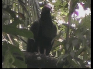 Turkey Vulture (Northern) - ML201237611