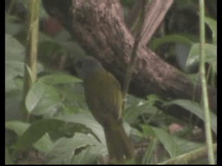 Gray-headed Tanager (Gray-crested) - ML201237701